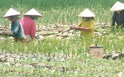 Trồng hành lá có thu nhập gấp 5-7 lần trồng lúa