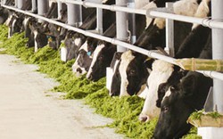 Những trang trại chăn nuôi bò sữa đầu tiên tại Việt Nam đạt chứng nhận ISO 9001:2008