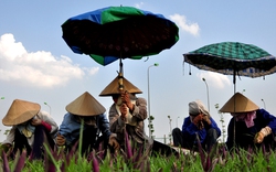 Màu xanh cho phố