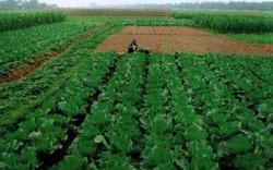 Cần Thơ: Sẽ xây dựng 75 vùng chuyên canh rau quả