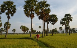 Giá trị gia tăng nhờ... bắt chuột