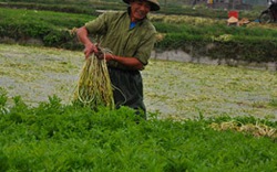 Bắc Giang: Trồng rau cần VietGAP  thu 600 triệu đồng/ha