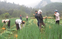 Cho hành lá thêm xanh