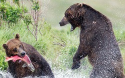 Cận cảnh gấu xám đánh nhau kinh hoàng