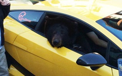 Sốc: Gấu đen cưỡi siêu xe Lamborghini lượn phố