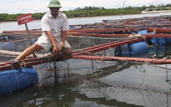 Tỷ phú cá lồng