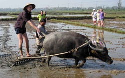 Tây cưỡi trâu