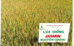 Bình Định: 525 tấn lúa giống giúp nông dân 
