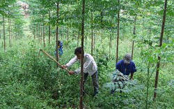 Bình Định: Trồng 2.500ha rừng nguyên liệu giấy