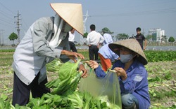 Thúc đẩy sản xuất, tiêu thụ rau an toàn