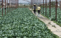 Lâm Đồng: 48 tỷ đồng hỗ trợ sản xuất nông nghiệp