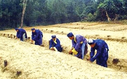 Có một nghĩa trang cho loài cá 