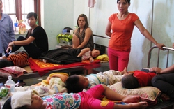 Lai Châu: Ăn quả vông rừng, 10 trẻ mầm non ngộ độc