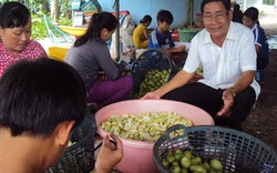 &#34;Ông vua&#34; dưa xoài ở An Giang 