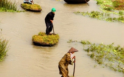 Mùa gặt thuyền