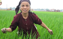 Nông dân Việt thời CNH-HĐH: Tiếng nói, quyền năng còn hạn chế