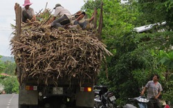 “Hung thần” xe tải chở mía: Tan tác đường quê