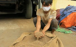 Hàng trăm tấn vỏ cà phê, tro trấu... trong kho cà phê đem cầm cố 7 ngân hàng