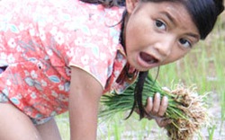 Cô bé 6 tuổi ở Quảng Ngãi chỉ mê... cấy lúa