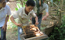 Sinh kế từ những đõ ong