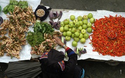 Sắc màu của mế