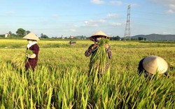 Quảng Ninh: Hỗ trợ hơn 310 tỷ đồng phát triển sản xuất