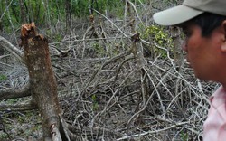 Vụ phá rừng VQG Mũi Cà Mau: Khởi tố một trạm trưởng kiểm lâm