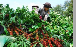 Đăk Hà: Hướng tới nền nông nghiệp  công nghệ cao, bền vững