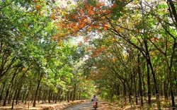 Tây Nguyên mùa cao su đổ lá