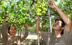 Ninh Thuận: Trao nhãn hiệu tập thể cho tỏi, táo