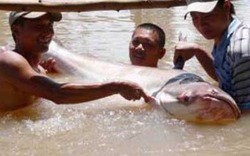 An Giang: Cá tra dầu &#34;khủng&#34; gần 250kg