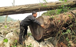 Huyện Sông Mã &#40;Sơn La&#41;: Xử phạt gần 200 vụ xâm lấn rừng