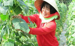 Người Khmer trồng rau an toàn