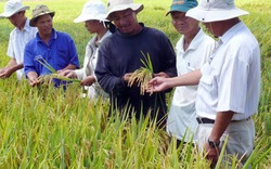 “Bắt tay” liên kết  sản xuất, tiêu thụ lúa gạo