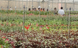 Lâm Đồng: Một huyện có gần 6.000ha rau, hoa công nghệ cao
