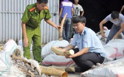 Hải Phòng: Khởi tố 2 vụ vận chuyển trái phép gần 5 tấn ngà voi