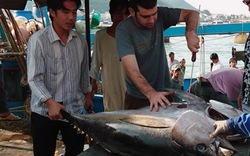 Xuất khẩu cá ngừ  tăng trưởng âm