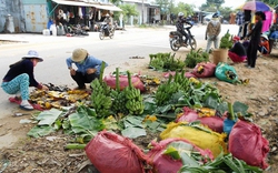 Bình Định: Chuối đạt năng suất và giá bán cao