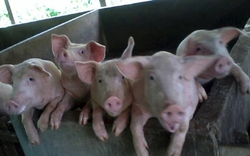 Tiền Giang: Giá nuôi lợn lãi 700.000 đồng/tạ