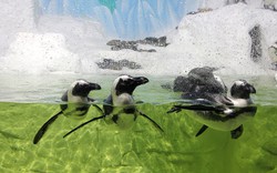 Chim cánh cụt sắp xuất hiện tại Hà Nội 