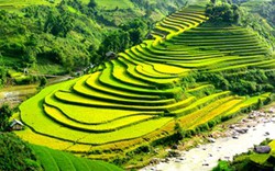 Ruộng bậc thang Sapa lọt tốp ruộng đẹp nhất thế giới