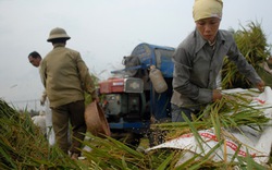 Cần quan tâm hơn tới tái cơ cấu nông nghiệp