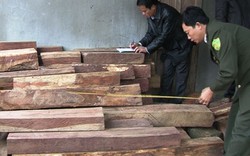 Quảng Trị: Bắt 2 vụ tàng trữ gỗ lậu quý hiếm