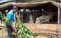 An Giang: Hỗ trợ nông dân nuôi bò hợp vệ sinh