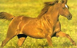 Hình ảnh ngựa trong văn hóa Đông - Tây có gì đặc biệt? 