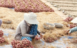 Ninh Thuận: 600 triệu đồng cho nông dân vay 