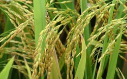 Brunei trồng thử nghiệm 10 giống lúa của Việt Nam