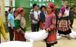 Hỗ trợ 3.833 tấn gạo cho 3 tỉnh