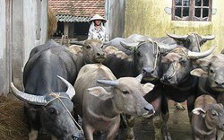 Bình Định: Dạy nghề nuôi trâu, bò