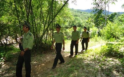 31 tỉnh lập Quỹ Bảo vệ, phát triển rừng